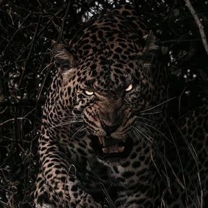 杨晨晨的土豪定制视频内容
