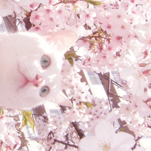 杨晨晨的土豪定制视频内容
